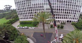 Removing palms with crane