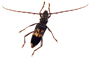 Eucalyptus long horned beetle