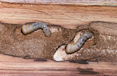 Wood Boring Insects