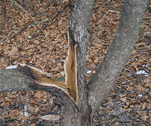 multi-trunk melaleuca