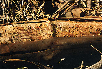 Ganoderma lucidum